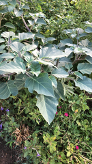 Datura
