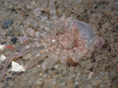 Harenactis attenuata