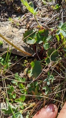 Micranthes occidentalis