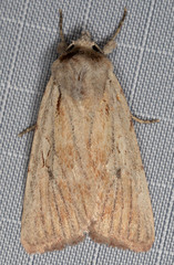 Setagrotis pallidicollis