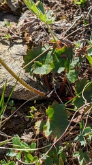 Micranthes occidentalis