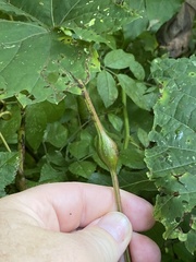 Neolasioptera vitinea