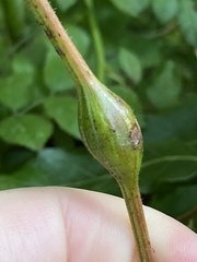 Neolasioptera vitinea