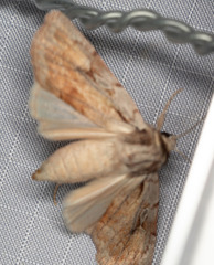 Setagrotis pallidicollis