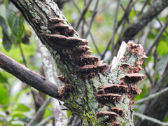 Mensularia radiata