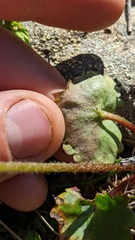 Micranthes occidentalis