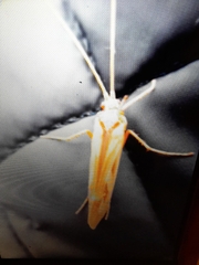 Limnephilus