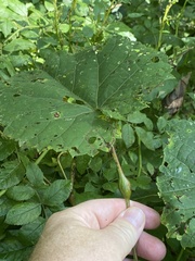 Neolasioptera vitinea