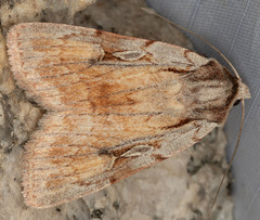 Setagrotis pallidicollis