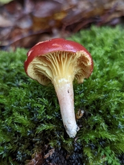 Phylloporus leucomycelinus