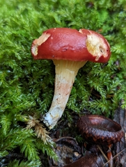 Phylloporus leucomycelinus