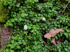 Gaultheria hispidula