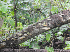 Cerrena unicolor