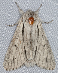 Acronicta cyanescens