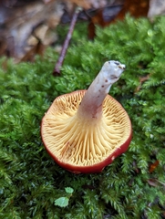 Phylloporus leucomycelinus