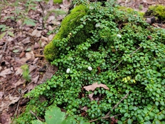 Gaultheria hispidula