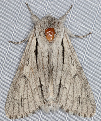 Acronicta cyanescens