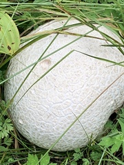 Calvatia booniana