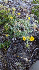 Potentilla villosa