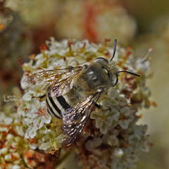 Anthophora urbana