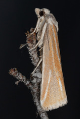Pelochrista caniceps
