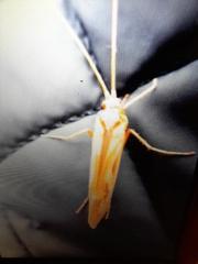 Limnephilus