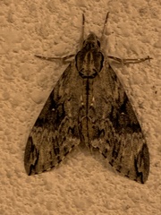 Psilogramma