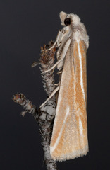 Pelochrista caniceps