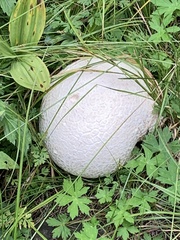 Calvatia booniana