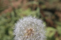 Taraxacum officinale