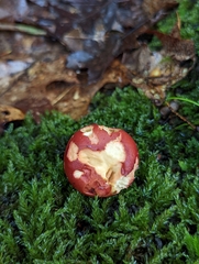 Phylloporus leucomycelinus