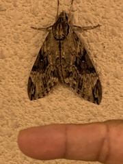Psilogramma