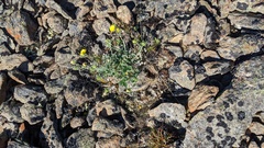 Potentilla villosa
