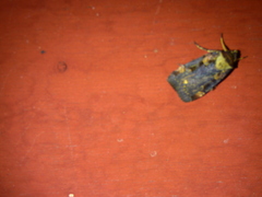 Pseudohermonassa bicarnea