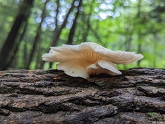 Pleurotus pulmonarius