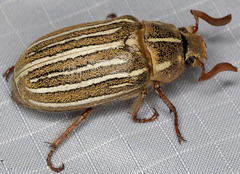 Polyphylla decemlineata