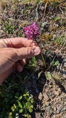 Pedicularis sudetica