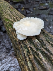 Pleurotus pulmonarius