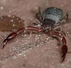 Pseudoscorpiones