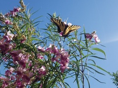 Papilio multicaudata