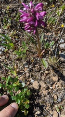 Pedicularis sudetica