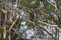 Spilornis cheela