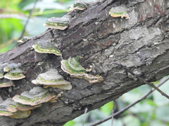 Cerrena unicolor