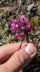 Pedicularis sudetica