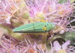 Graphocephala atropunctata