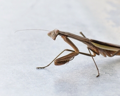 Tenodera