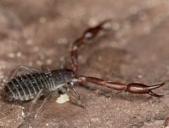 Pseudoscorpiones
