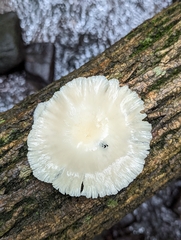 Pleurotus pulmonarius