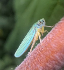 Graphocephala atropunctata