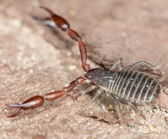 Pseudoscorpiones